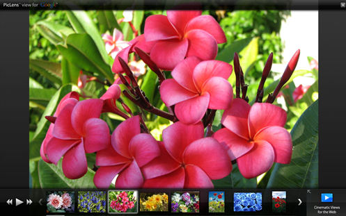 google images flowers