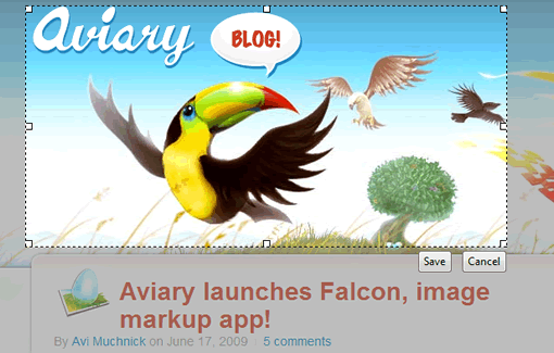 aviary-falcon
